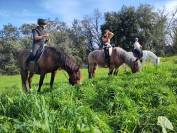 Pension travail du cheval - Chevaux de Sagesse