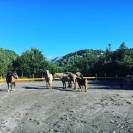 Pension travail du cheval - Chevaux de Sagesse