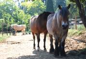 Pension travail du cheval - Chevaux de Sagesse