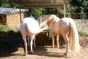 Pension travail du cheval - Chevaux de Sagesse