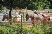 Pension travail du cheval - Chevaux de Sagesse