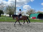 Jument 5 ans amateur x Rock'n roll Semilly