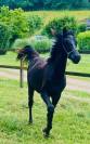 Black Arabian colt 1 year old