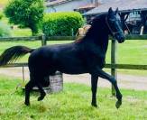 Black Arabian colt 1 year old