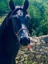 Black Arabian colt 1 year old