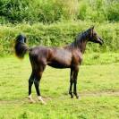 Black Arabian yearling filly