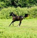 Black Arabian yearling filly