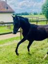 black Arabian filly 2yrs old