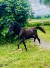 black Arabian filly 2yrs old