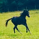 black Arabian filly 2yrs old