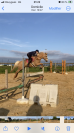 Poney 6 ans D Palomino