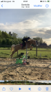 Poney 6 ans D Palomino