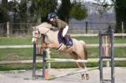 Poney 6 ans D Palomino