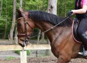 Jibril cheval de 5 ans  Trotteur français 