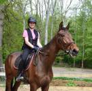 Jibril cheval de 5 ans  Trotteur français 