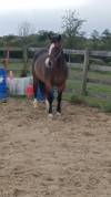 Hongre Welsh Part Bred 6 ans 142cms