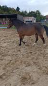 Hongre Welsh Part Bred 6 ans 142cms