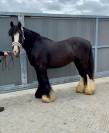 Poney Irish monter et atteler 