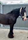 Poney Irish monter et atteler 