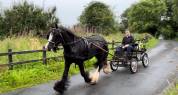 Poney Irish monter et atteler 