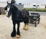 Poney Irish monter et atteler 