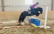 Poney Irish monter et atteler 