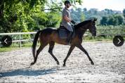 Beverly, belle jument de dressage à vendre 