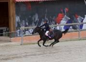 Super ponette de sport / Senigma Thine 