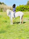 vends jument camarguaise ONC 