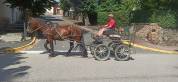 Lili, Cheval hongre, type cheval Auvergne