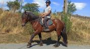 Lili, Cheval hongre, type cheval Auvergne