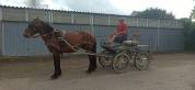 Lili, Cheval hongre, type cheval Auvergne