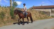 Lili, Cheval hongre, type cheval Auvergne