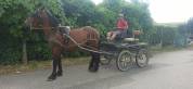 Lili, Cheval hongre, type cheval Auvergne