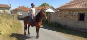 Lili, Cheval hongre, type cheval Auvergne