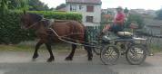 Lili, Cheval hongre, type cheval Auvergne