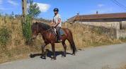 Lili, Cheval hongre, type cheval Auvergne