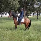 Vende se magnifico cavalo Lusitano ODIN