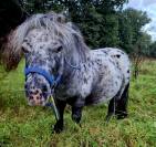 MIni appaloosa entier