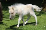 Poulain mini Shetland pleins papiers cremello tobiano