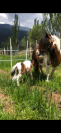 Petit poney typre mini shetland