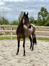 DEMI PENSION Shilly Port, PS de 9 ans toisant 1m71