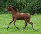 Foal mâle , SF 2024