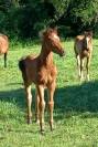 Foal mâle , SF 2024