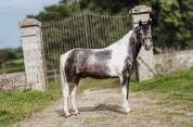 Poney de sport pie gris