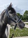 Poney de sport pie gris