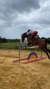 Elu de bois jarret  - Cheval à vendre TF 10 ans