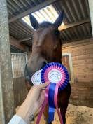 Elu de bois jarret  - Cheval à vendre TF 10 ans