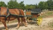 Voiture Attelage 2 roues Cheval