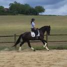 Super jument dressage 4 ans top potentiel 